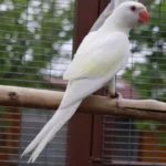 Indian Ring Neck Parrot - White/Yellow Cremino