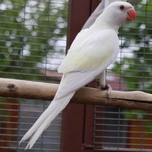 Indian Ring Neck Parrot - White/Yellow Cremino