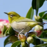 Japanese White Eye