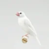 Java Finch Sparrow White