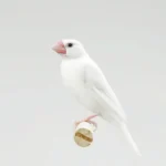 Java Finch Sparrow White
