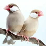 Java Finch Sparrow Fawn
