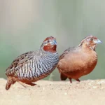 Jungle Bush Quail Sold in Pair