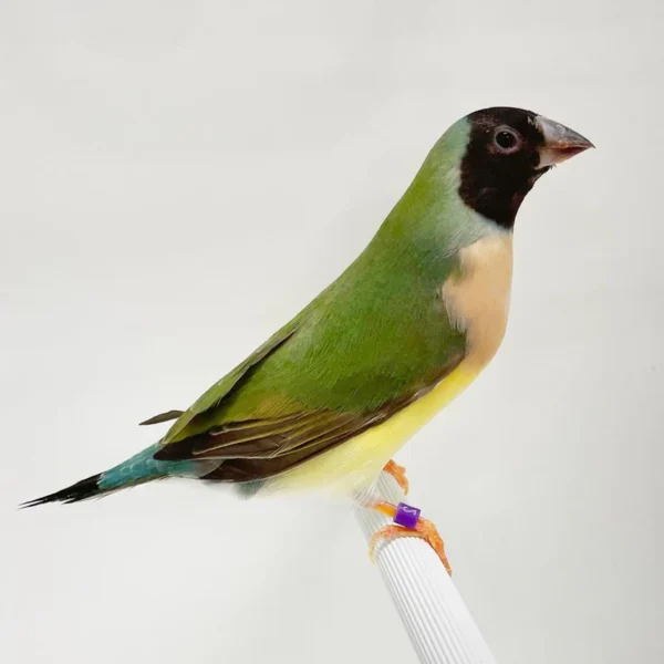 Lady Gouldian Finch - Black Head Green Back - Image 3