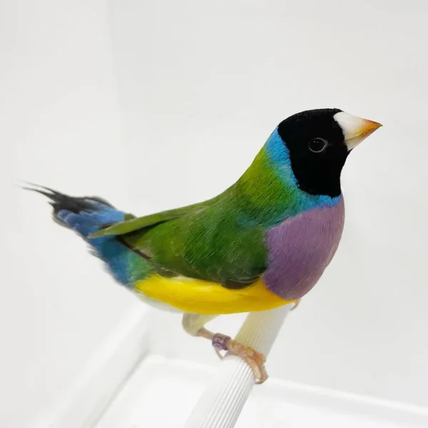 Lady Gouldian Finch - Black Head Green Back