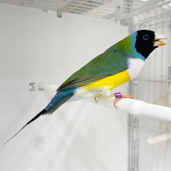 Lady Gouldian Finch - Black Head Green Back - Image 2