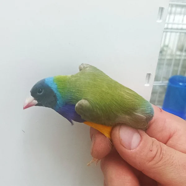 Lady Gouldian Finch - Dilute Green Back - Image 6