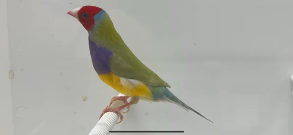 Lady Gouldian Finch - Dilute Green Back - Image 5