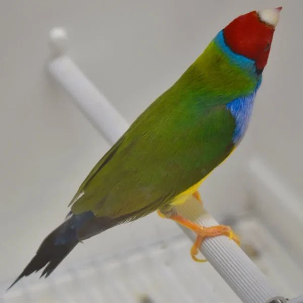 Lady Gouldian Finch - Dilute Green Back - Image 3