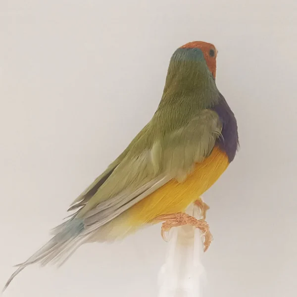 Lady Gouldian Finch - Dilute Green Back - Image 2