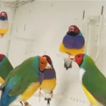 Lady Gouldian Finch European