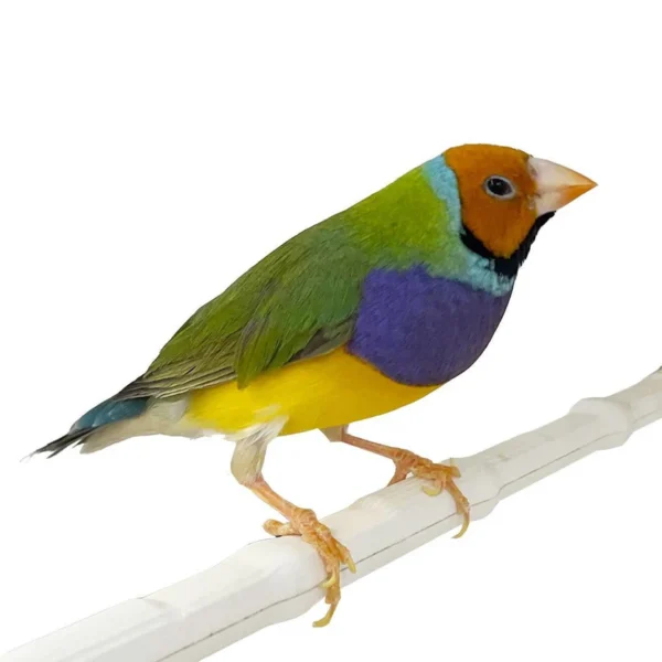 Lady Gouldian Finch - Orange Head Green Back - Image 2
