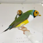Lady Gouldian Finch - Orange Head Green Back