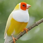 Lady Gouldian Finch - Orange Head Yellow Back