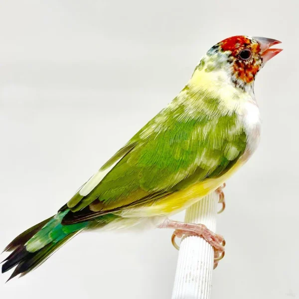 Lady Gouldian Finch - Pied - Image 3