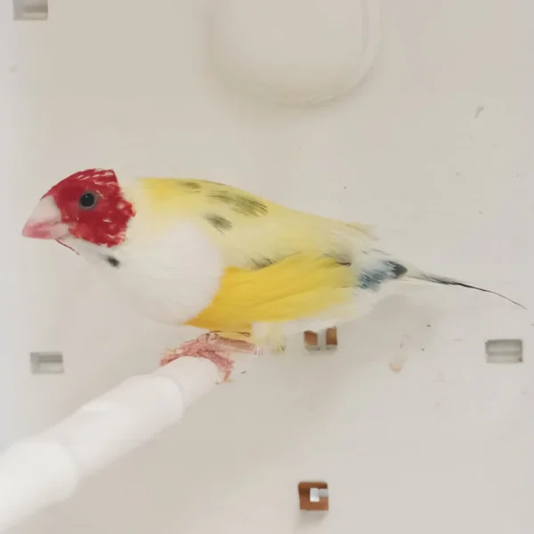 Lady Gouldian Finch - Pied - Image 2
