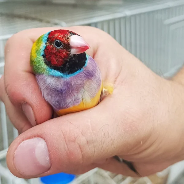 Lady Gouldian Finch - Pied