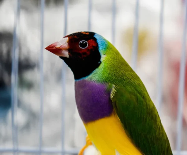 Lady Gouldian Finch - Red Head Green Back - Image 8