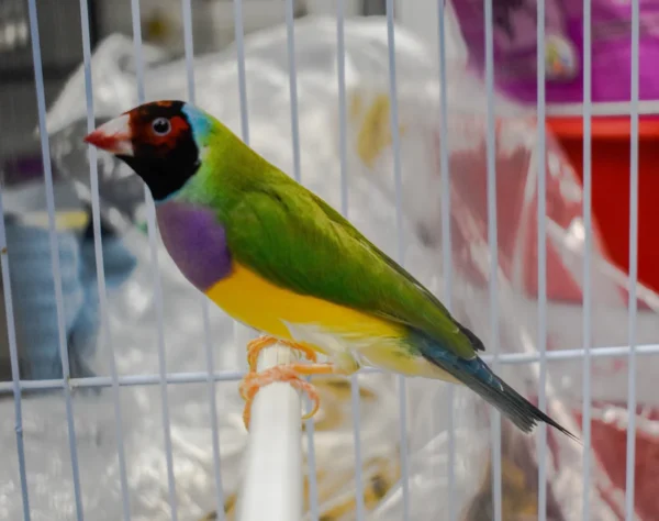 Lady Gouldian Finch - Red Head Green Back - Image 7