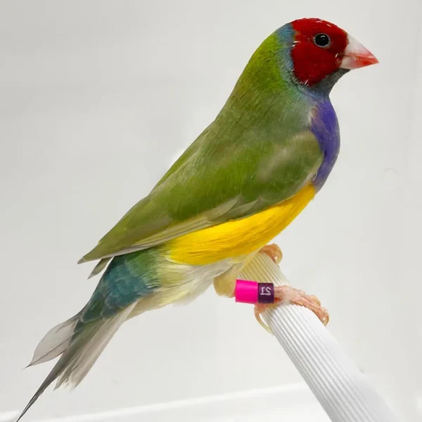 Lady Gouldian Finch - Red Head Green Back - Image 6