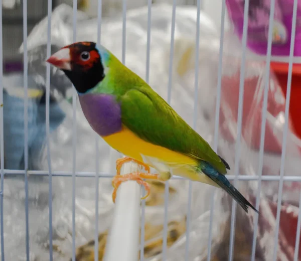 Lady Gouldian Finch - Red Head Green Back - Image 5