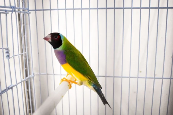 Lady Gouldian Finch - Red Head Green Back - Image 4