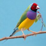 Lady Gouldian Finch - Red Head Green Back