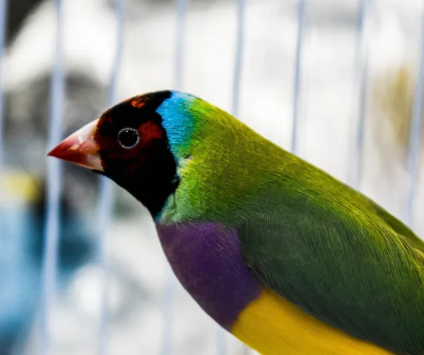 Lady Gouldian Finch - Red Head Green Back - Image 2