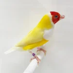 Lady Gouldian Finch - Red Head Yellow Back1
