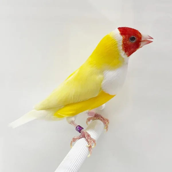 Lady Gouldian Finch - Red Head Yellow Back1