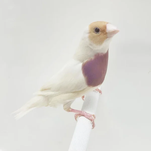 Lady Gouldian Finch - Silver Back