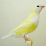 Lady Gouldian Finch - Yellow Back