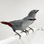 Lavender Waxbill