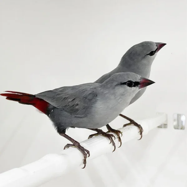 Lavender Waxbill