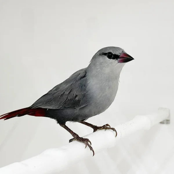 Lavender Waxbill - Image 3