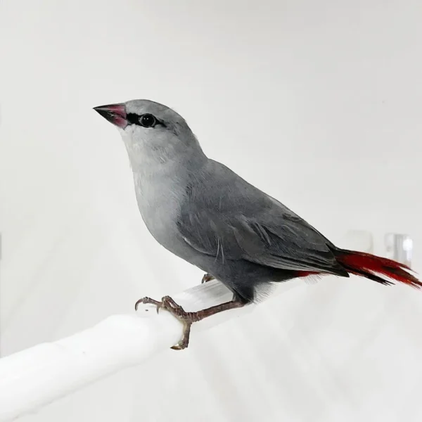 Lavender Waxbill - Image 2