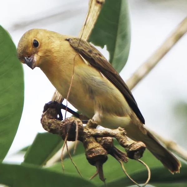 Lined Seedeater
