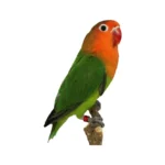 Lovebird Fischer