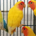 Lovebird Lutino