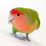 Lovebird Peach Face