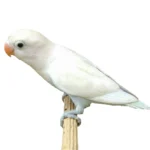 Lovebird White
