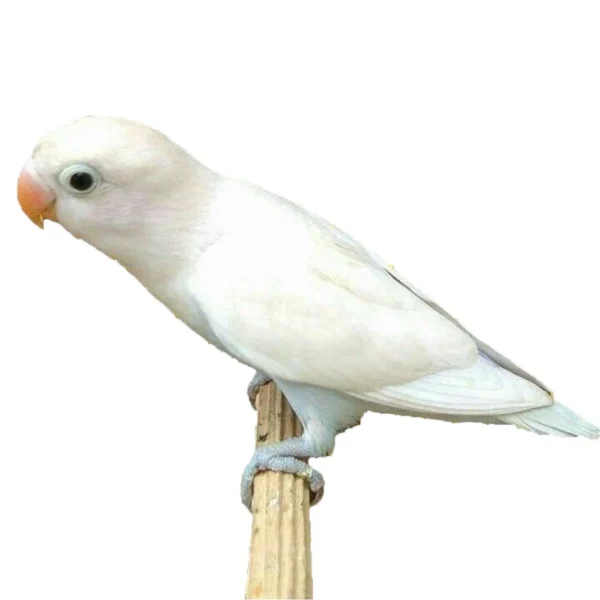 Lovebird White