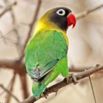 Lovebird Green Yellow Collared Black Masked