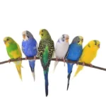 Parakeets
