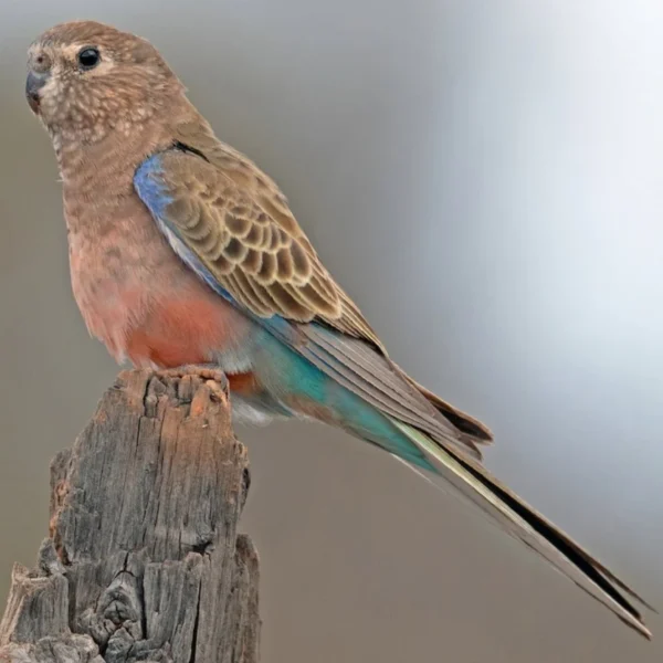 Parrot Bourke's