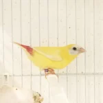 Parrot Finch Blue Face Lutino