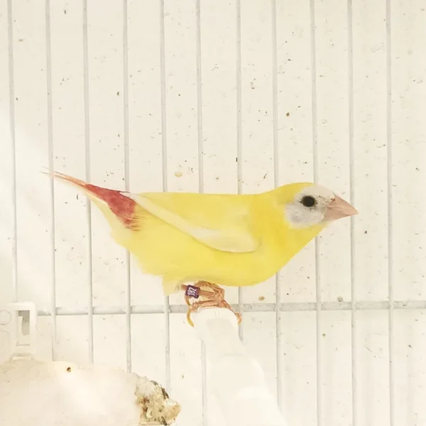Parrot Finch Blue Face Lutino