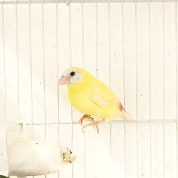 Parrot Finch Blue Face Lutino - Image 4