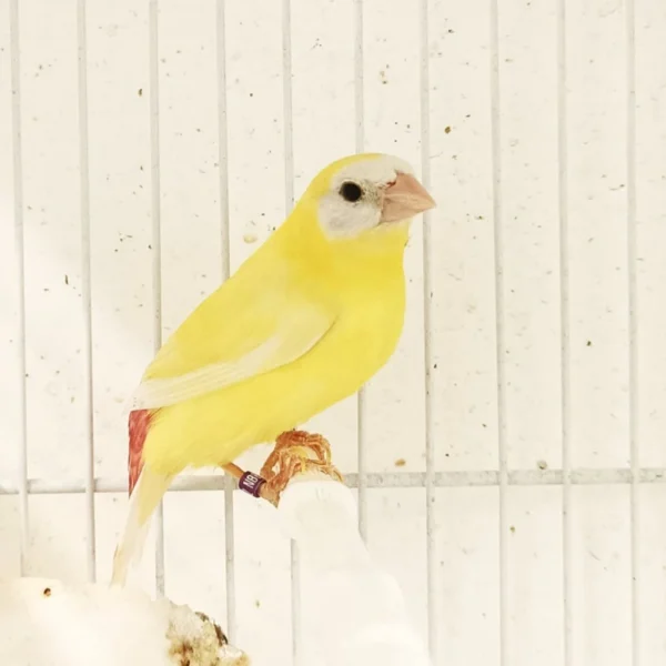 Parrot Finch Blue Face Lutino - Image 3