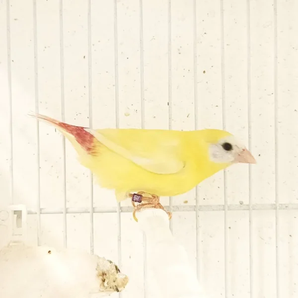 Parrot Finch Blue Face Lutino - Image 2